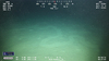 Echinothuriid