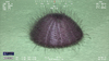 Echinothuriid