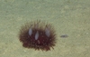 Phormosoma