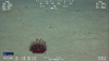 Phormosoma