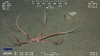 Ophiuroid