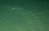 Ophiuroid