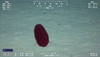 Comb Jelly