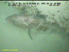 Black grouper