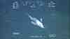 Rhinochimaera from Gulf of Mexico
