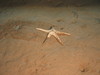 Bathybiaster vexillifer