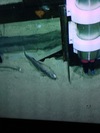 Coryphaenoides mediterraneus (Mediterranean grenadier)