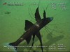 Tripodfish from India