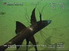 Tripodfish from India