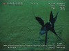 Tripodfish from India
