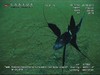 Tripodfish from India