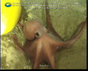 Octopus (Muusoctopus johnsonianus? or new species) from Gulf of Mexico