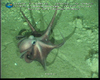 Octopus (Muusoctopus johnsonianus? or new species) from Gulf of Mexico
