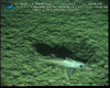 Rhinochimaera Harriotta raleighana (narrownose chimaera) from Gulf of Mexico