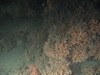 Lophelia pertusa