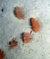 Alcyonacea