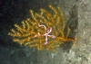 Ophiuroidea