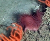 Cnidaria
