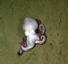 Octopodidae