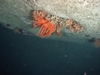 Solenosmilia variabilis