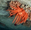 Brisingida, 16 arms