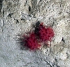 Anthomastus