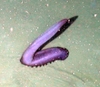 Psychropotes longicauda