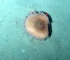 Cnidaria