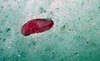 Holothuroidea