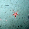 Unknown star
