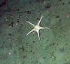 Asteroidae