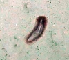 Holothuroidea