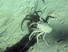 Galatheidae