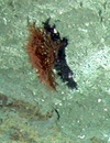 Anthozoa