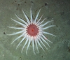 Actiniaria