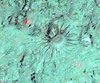 Anthozoa
