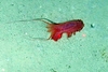 Peniagone longipapillata?