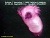 Swimming sea cucumber