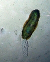 Benthodytes