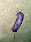 Benthodytes typica