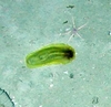 Holothuroidea