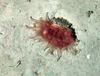 Scleractinia