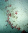 Anthomastus