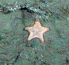 Asteroidae