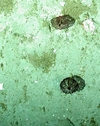 Endoxocrinus