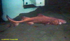 Shortnose velvet dogfish