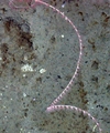 Anthozoa