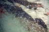 Ascidiacea