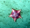 Hymenaster