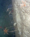 Crinoidea